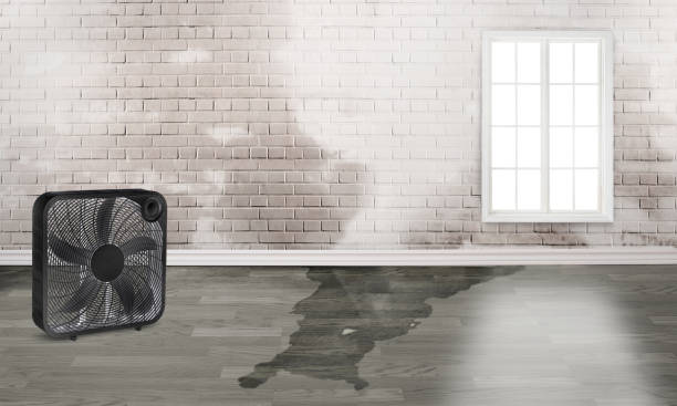 Best Carpet water damage restoration  in Dania Beach, FL